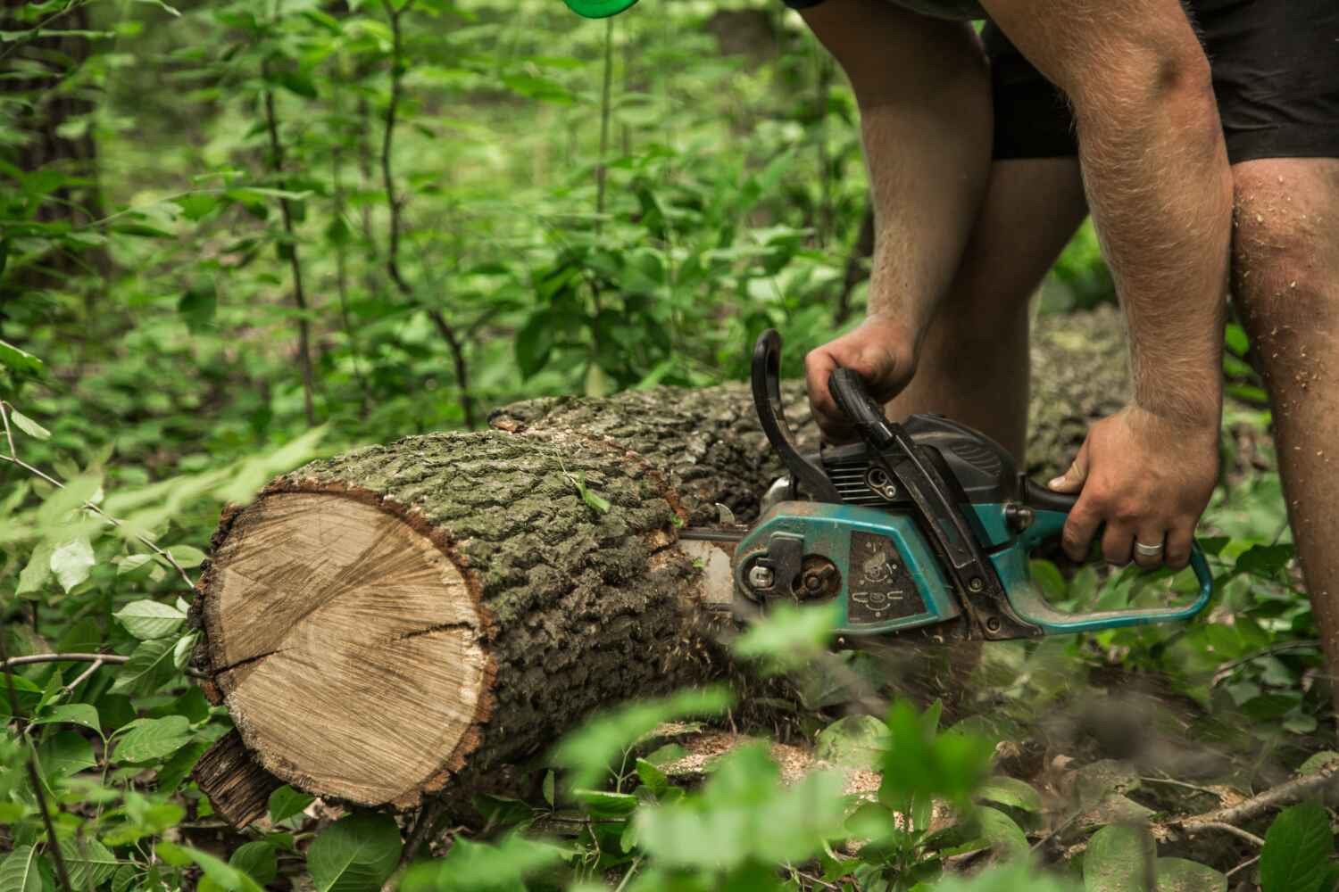 Best Professional Tree Care  in Toftrees, PA